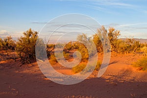 Bush in the desert at sunset