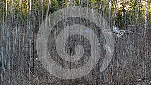 Bush destruction in Quebec. Canada, north America. photo