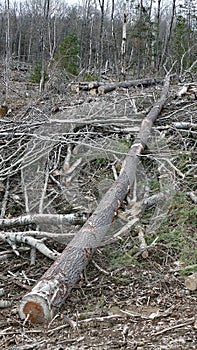 Bush destruction in Quebec. Canada, north America. photo