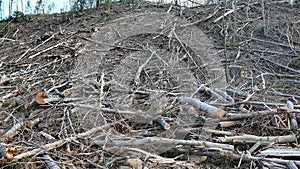 Bush destruction in Quebec. Canada, north America. photo