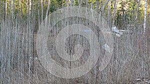 Bush destruction in Quebec. Canada, north America. photo