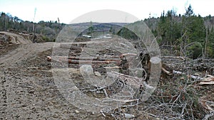 Bush destruction in Quebec. Canada, north America. photo