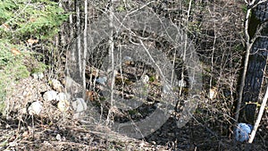 Bush destruction in Quebec. Canada, north America. photo