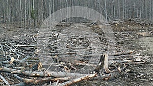 Bush destruction in Quebec. Canada, north America. photo