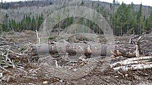 Bush destruction in Quebec. Canada, north America. photo