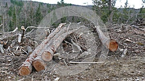 Bush destruction in Quebec. Canada, north America. photo