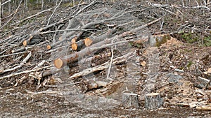 Bush destruction in Quebec. Canada, north America. photo