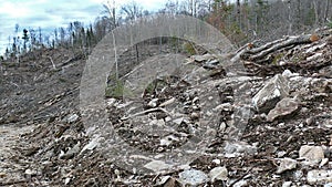 Bush destruction in Quebec. Canada, north America. photo