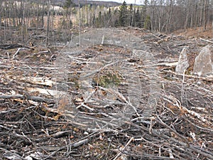 Bush destruction in Quebec. Canada, north America. photo