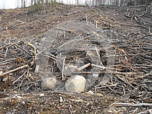 Bush destruction in Quebec. Canada, north America. photo