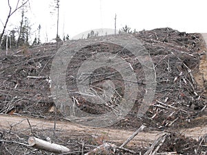 Bush destruction in Quebec. Canada, north America. photo