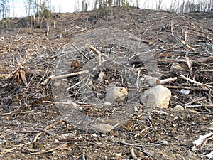 Bush destruction in Quebec. Canada, north America. photo