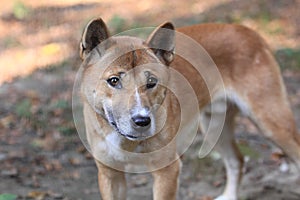 Bush dingo