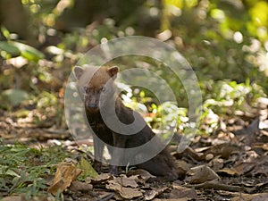 Bush Dog