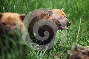 Bush dog
