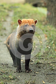 Bush dog