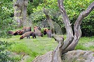 Bush dog