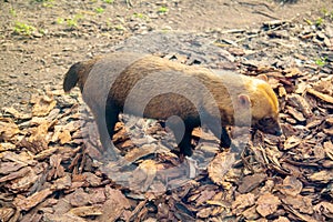 A bush dog lying on a chip and gnawing a bone in the rays of the setting sun.