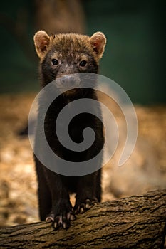 bush dog portrait in zoopark