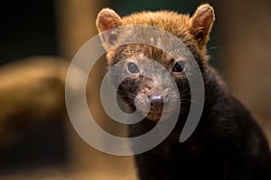 bush dog portrait in zoopark