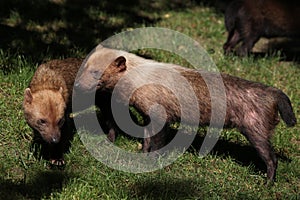 Bush dog (Speothos venaticus)