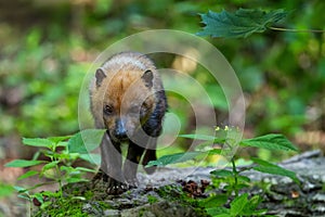 Bush Dog - Speothos venaticus photo