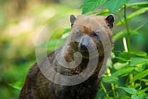 Bush Dog - Speothos venaticus photo