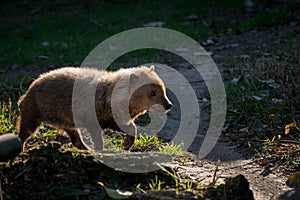 The bush dog Speothos venaticus is a canid found in Central and South America.