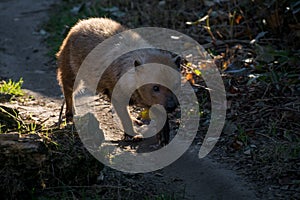The bush dog Speothos venaticus is a canid found in Central and South America.