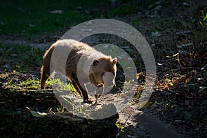 The bush dog Speothos venaticus is a canid found in Central and South America.