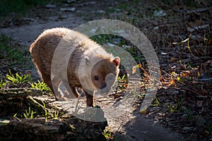 The bush dog Speothos venaticus is a canid found in Central and South America.