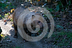 The bush dog Speothos venaticus is a canid found in Central and South America.