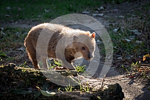 The bush dog Speothos venaticus is a canid found in Central and South America.