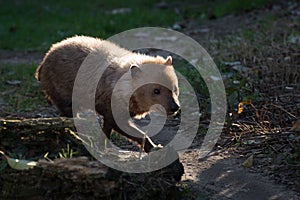 The bush dog Speothos venaticus is a canid found in Central and South America.