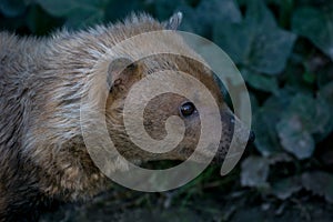 The bush dog Speothos venaticus is a canid found in Central and South America.