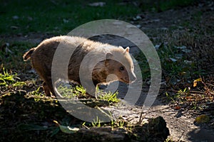 The bush dog Speothos venaticus is a canid found in Central and South America.