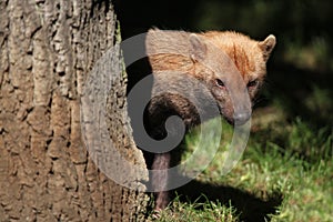 Bush dog (Speothos venaticus) photo