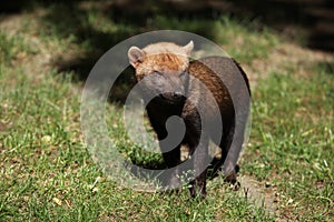 Bush dog (Speothos venaticus) photo