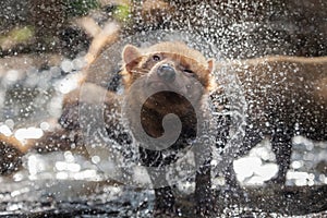 Bush dog (Speothos venaticus) in nature. Bush dogs are found fromin Central America, through much of South America photo