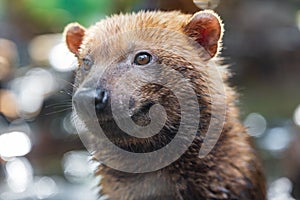 Bush dog (Speothos venaticus) in nature. Bush dogs are found in Central America, through much of South America photo