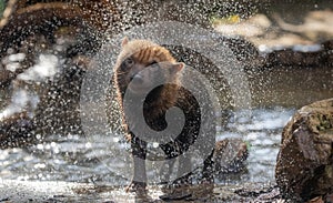 Bush dog (Speothos venaticus) in nature. Bush dogs are found from Panama in Central America