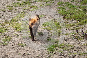 Bush Dog, Speothos venaticus, a predatory mammal of the canine family photo