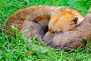 Bush dog Speothos venaticus photo