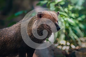 Bush Dog - South American canid photo