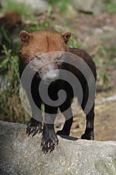 Bush Dog (Speothos Venaticus) photo