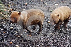 Bush Dog - Speothos venaticus photo