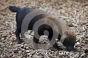Bush dog (Speothos venaticus). photo