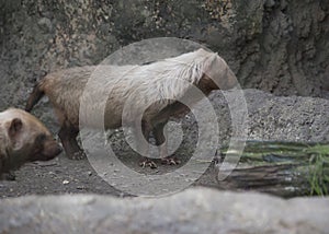 Bush Dogs photo