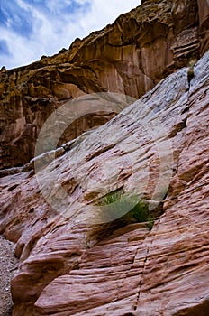 Bush of a drought tolerant plant on red rocks in a Little Wild Horse Canyon. San Rafael Swell, Utah