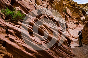 Bush of a drought tolerant plant on red rocks in a Little Wild Horse Canyon. San Rafael Swell, Utah  US